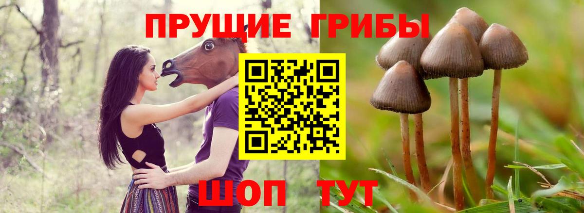 Псилоцибиновые грибы Psilocybine cubensis Добрянка